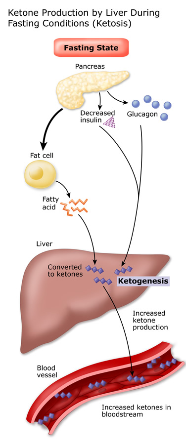 Ketone production by the liver during fasting conditions
