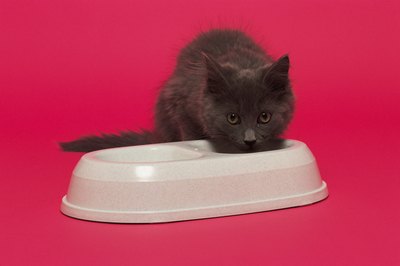 Keep your kittens and cats healthy by making sure they get proper nutrition without overeating.