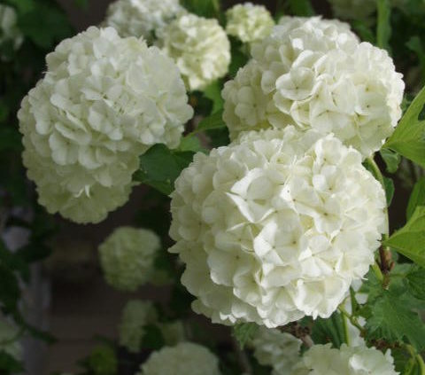 snowball-bush-viburnum-flower-Viburnum-opulus-‘Roseum’